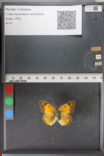 Media type: image;   Entomology 118790